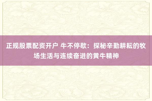 正规股票配资开户 牛不停歇：探秘辛勤耕耘的牧场生活与连续奋进的黄牛精神